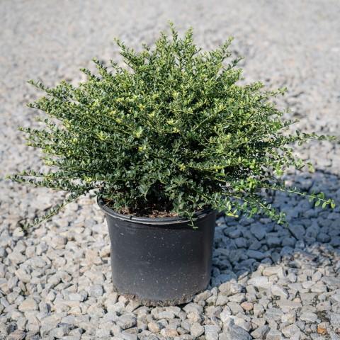 Holly, Helleri Japanese Holly - Image 2