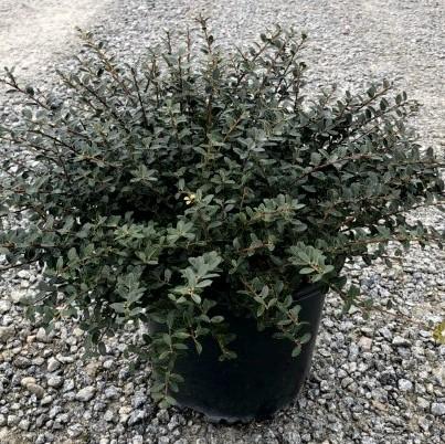 Holly, Helleri Japanese Holly - Image 3