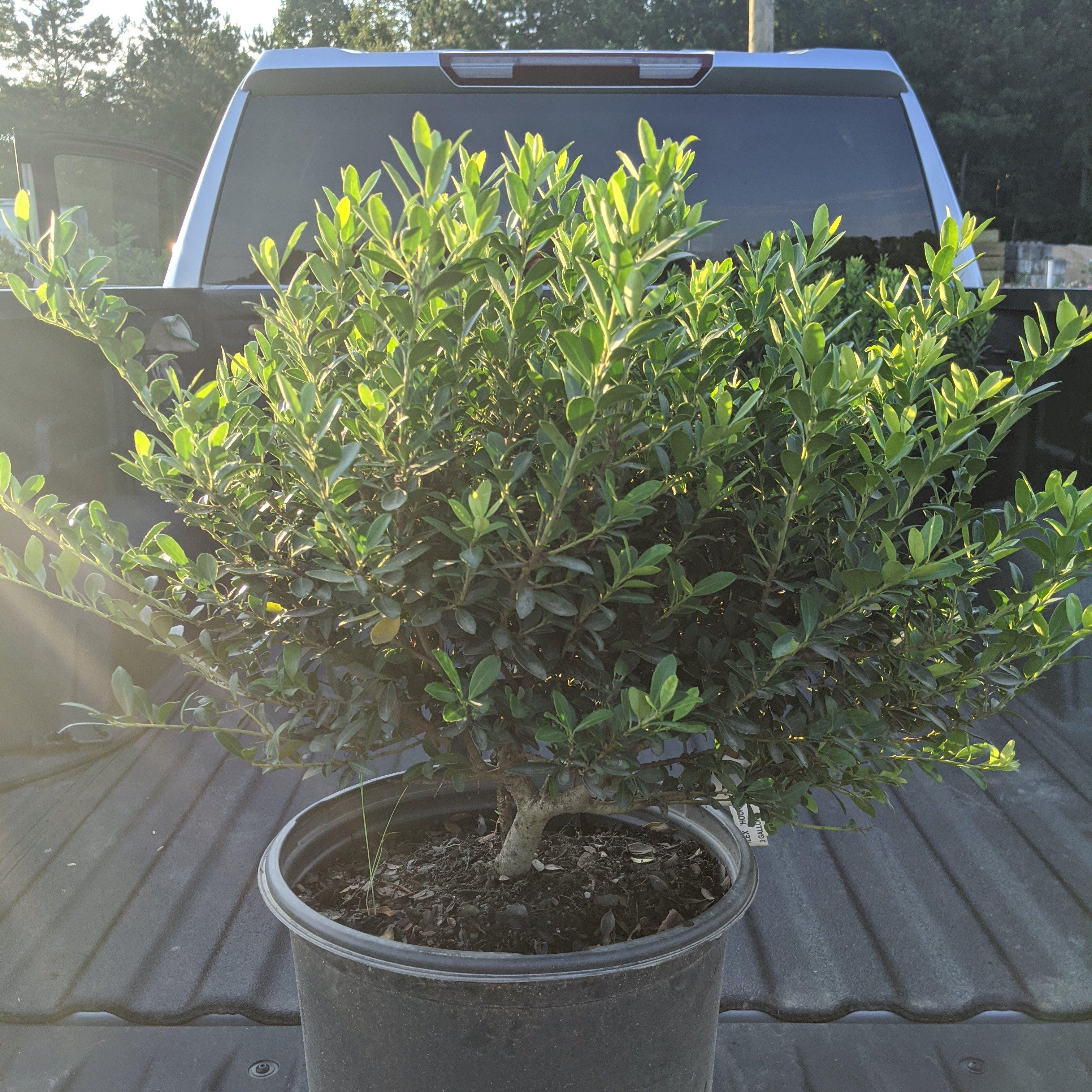 Holly, Hoogendorn Holly - Image 2
