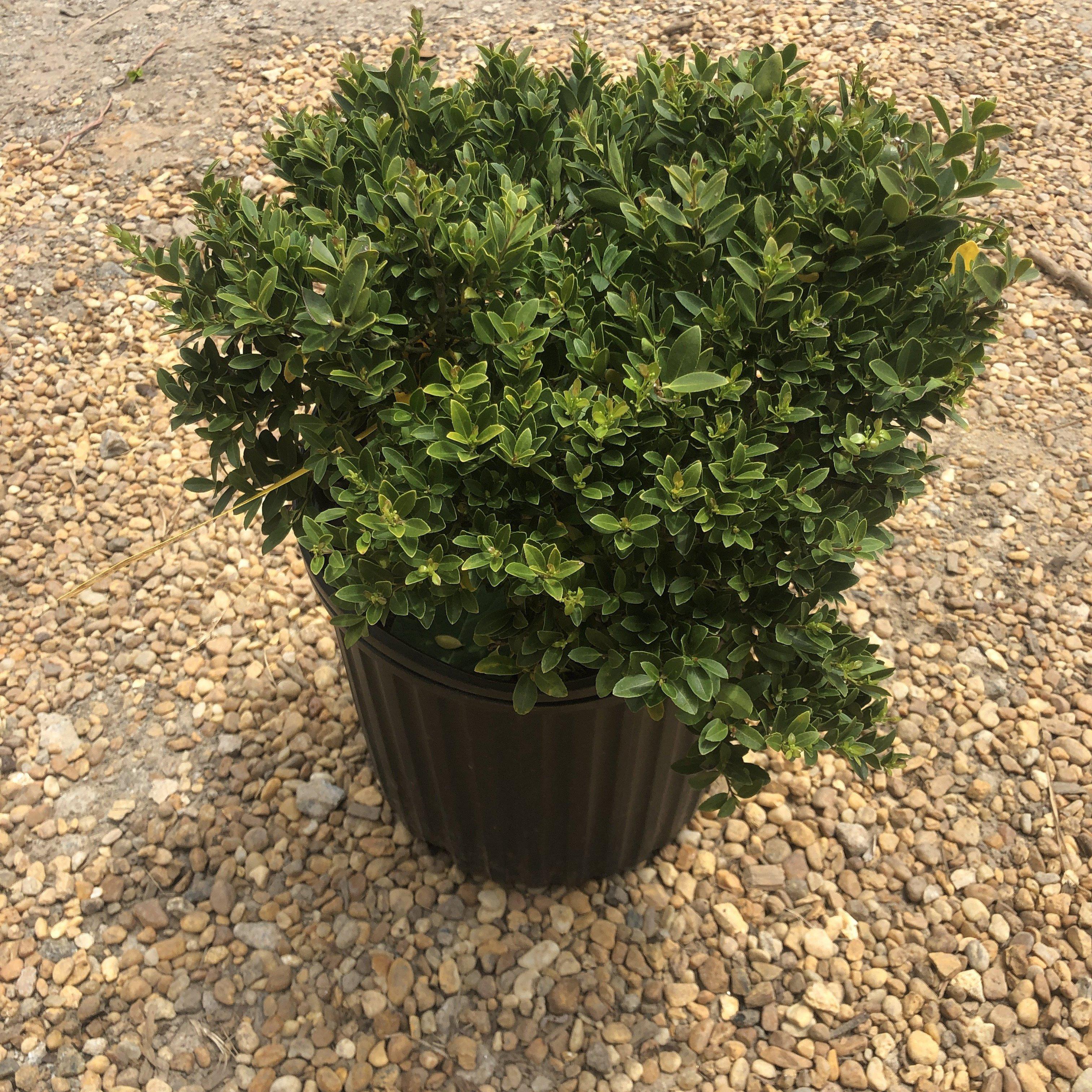 Holly, Hoogendorn Holly - Image 3