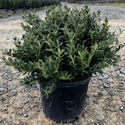 Holly, Hoogendorn Holly - Image 4