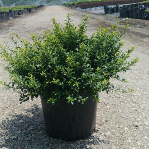 Holly, Soft Touch Japanese Holly - Image 2