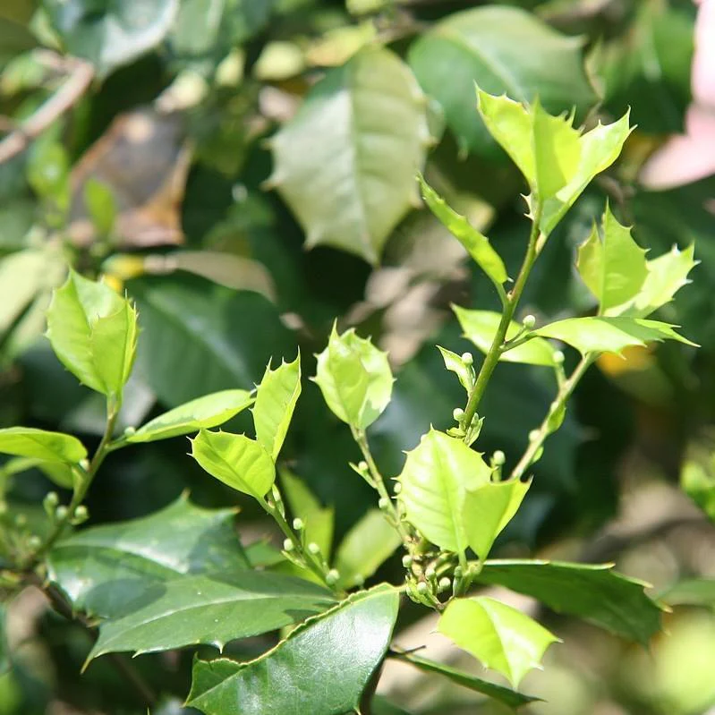 Holly, Satyr Hill American Holly