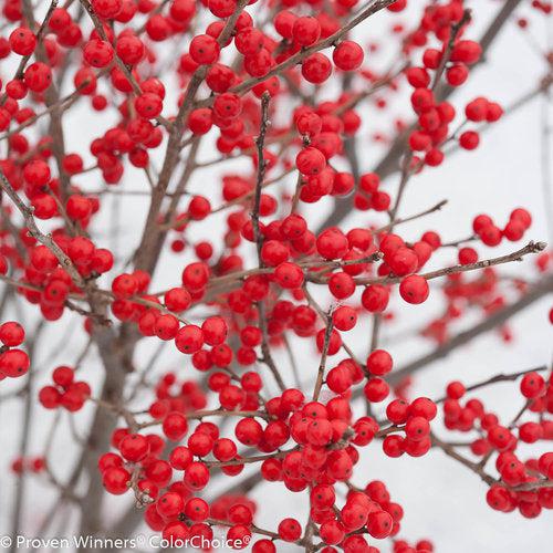 Holly, Berry Poppins® Winterberry - Image 3