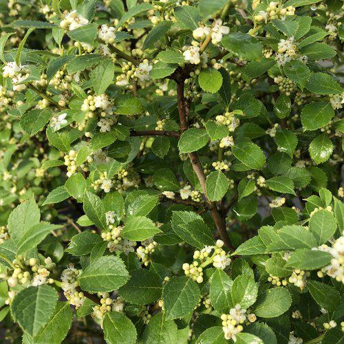 Holly, Berry Poppins® Winterberry - Image 4