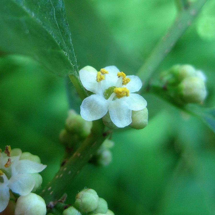 Holly, Jim Dandy Winterberry - Image 2