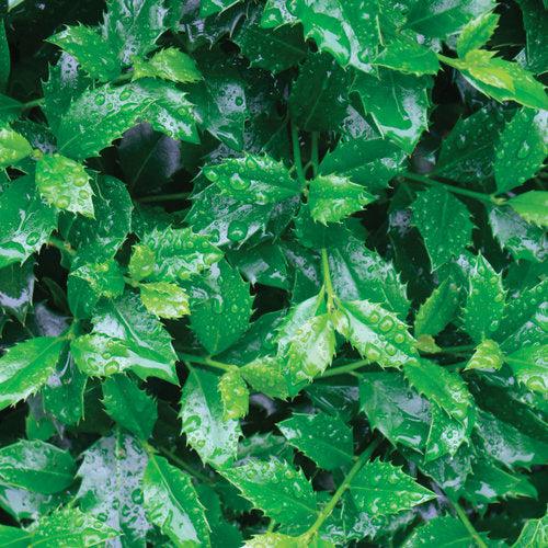 Holly, Castle Spire® Blue Holly - Image 3