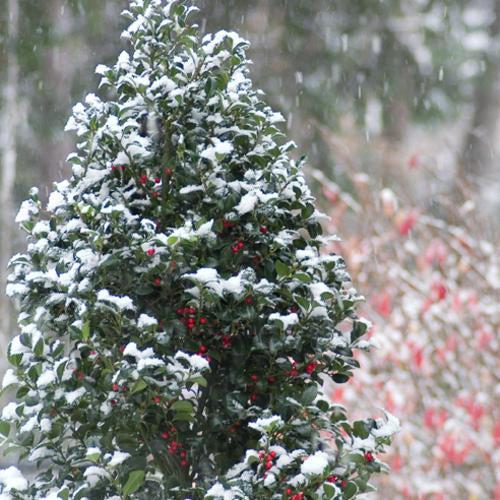Holly, Castle Spire® Blue Holly - Image 4