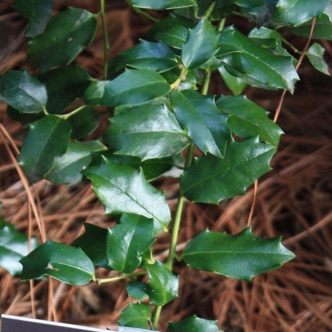 Holly, China Girl® Holly - Image 3