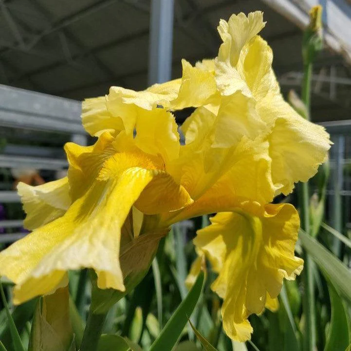 Iris, Pleasant Peasant Bearded Iris