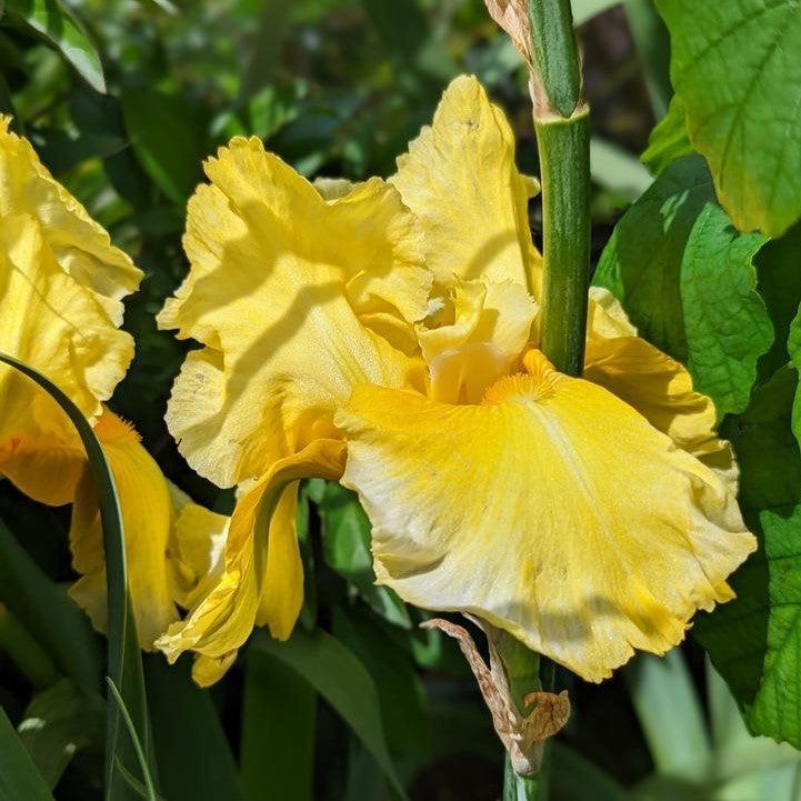 Iris, Pleasant Peasant Bearded Iris - Image 2