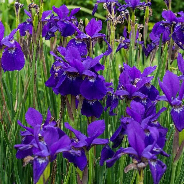 Iris, Caesar's Brother Siberian Iris - Image 2
