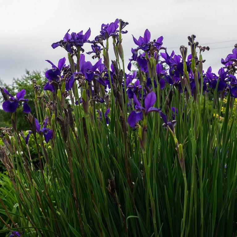 Iris, Caesar's Brother Siberian Iris - Image 3