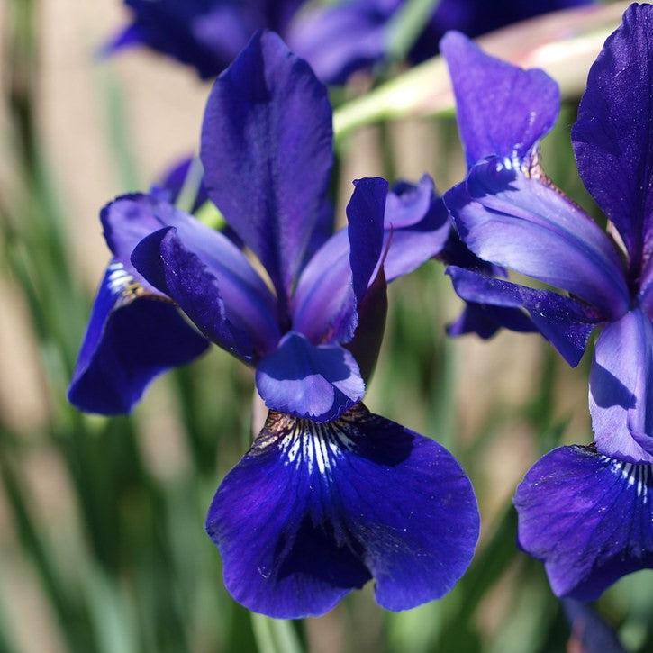 Iris, Caesar's Brother Siberian Iris - Image 4