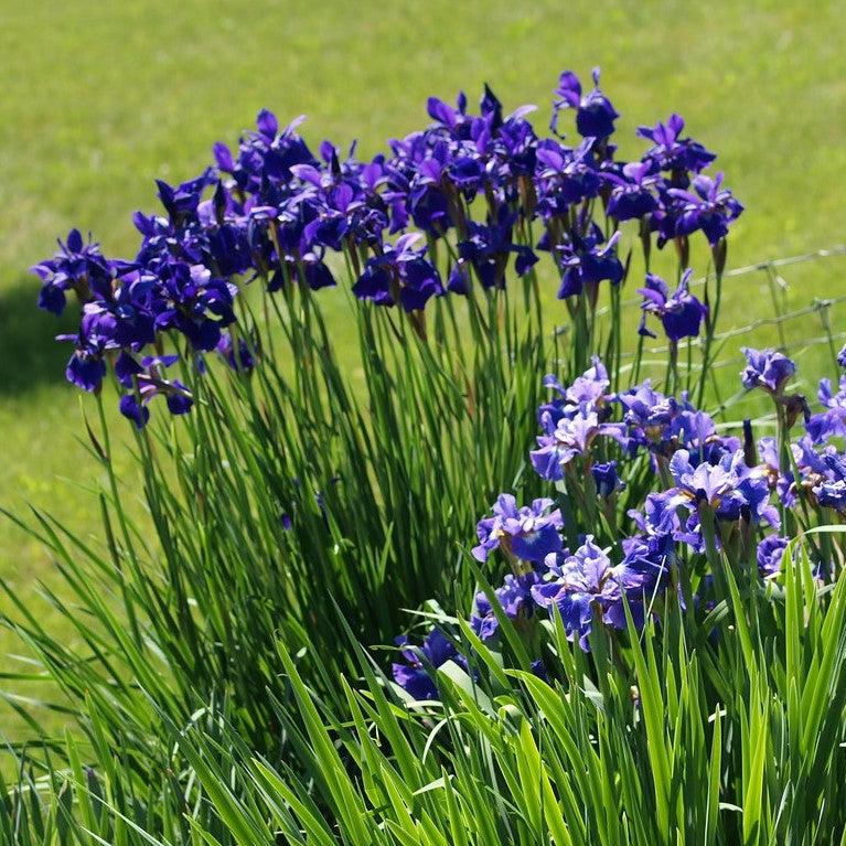 Iris, Caesar's Brother Siberian Iris - Image 5
