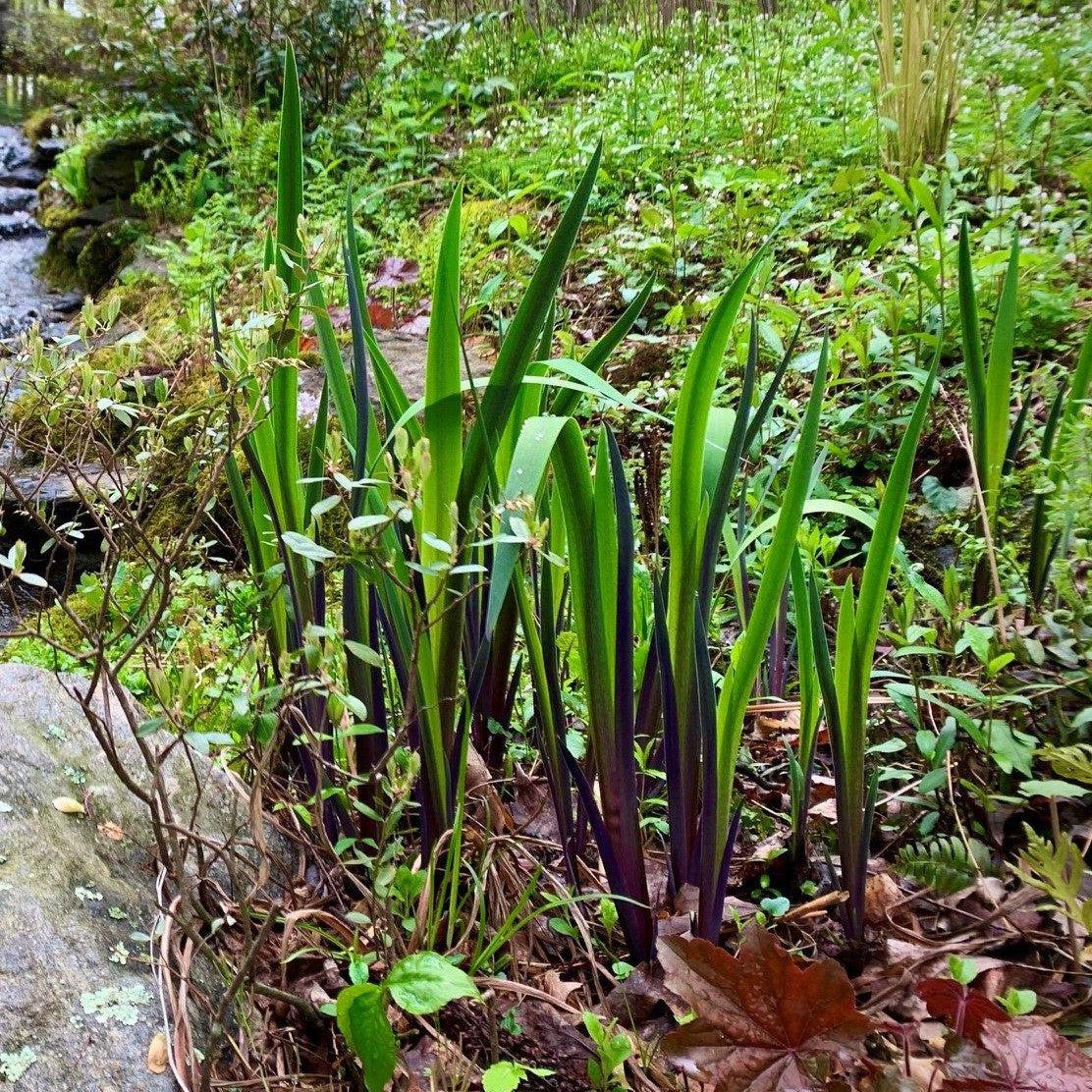 Iris, Purple Flame Blue Flag Iris - Image 2