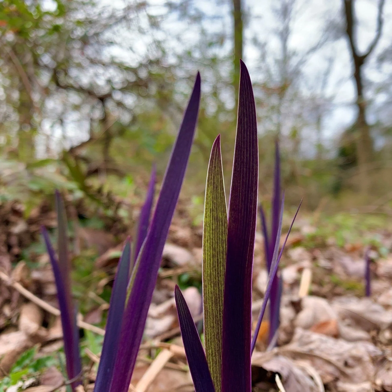 Iris, Purple Flame Blue Flag Iris - Image 4