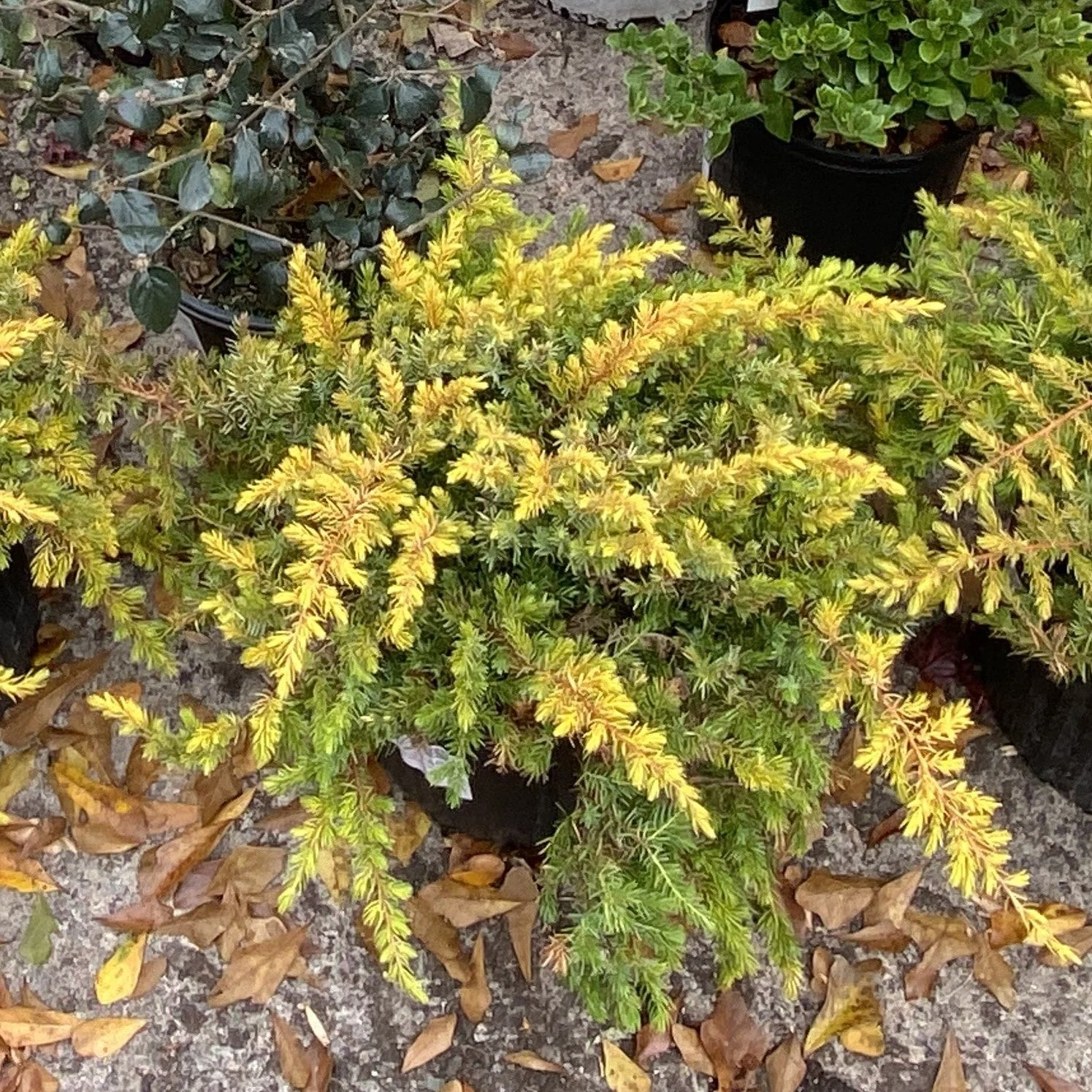 Juniper, Golden Pacific Juniper - Image 3