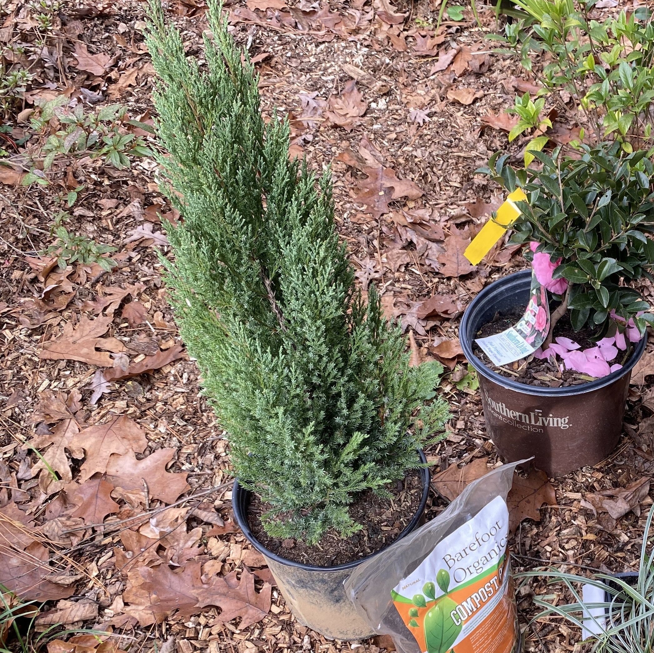 Juniper, Blue Point Juniper - Image 3