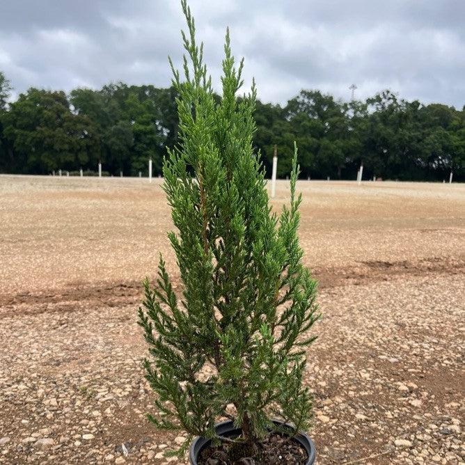 Juniper, Blue Point Juniper - Image 4