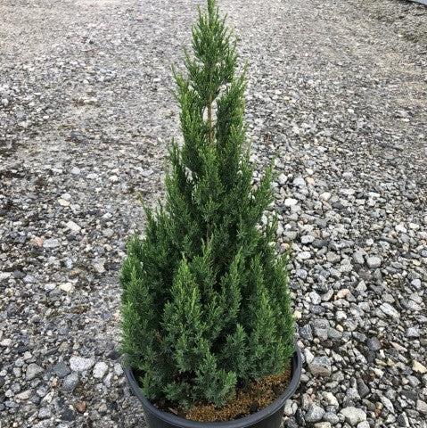 Juniper, Blue Point Juniper - Image 5