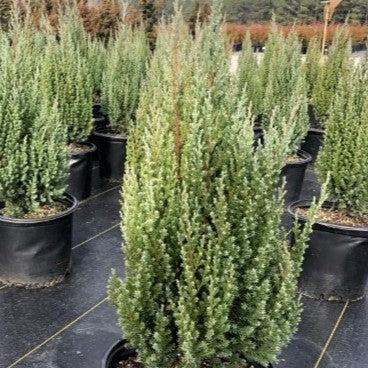 Juniper, Blue Point Juniper - Image 6