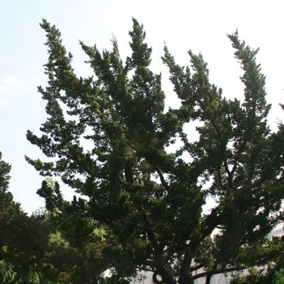Juniper, Hollywood Juniper