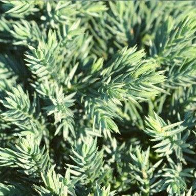 Juniper, Blue Star Juniper - Image 3