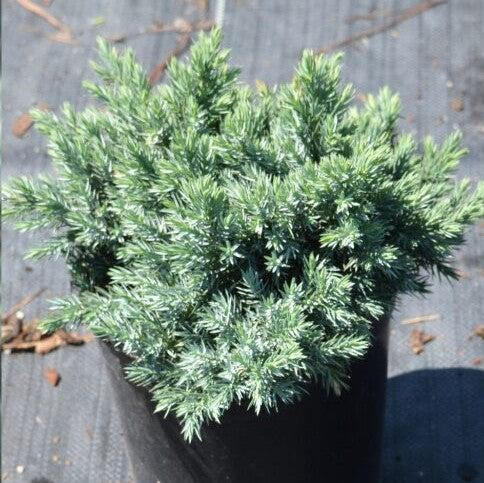 Juniper, Blue Star Juniper - Image 4