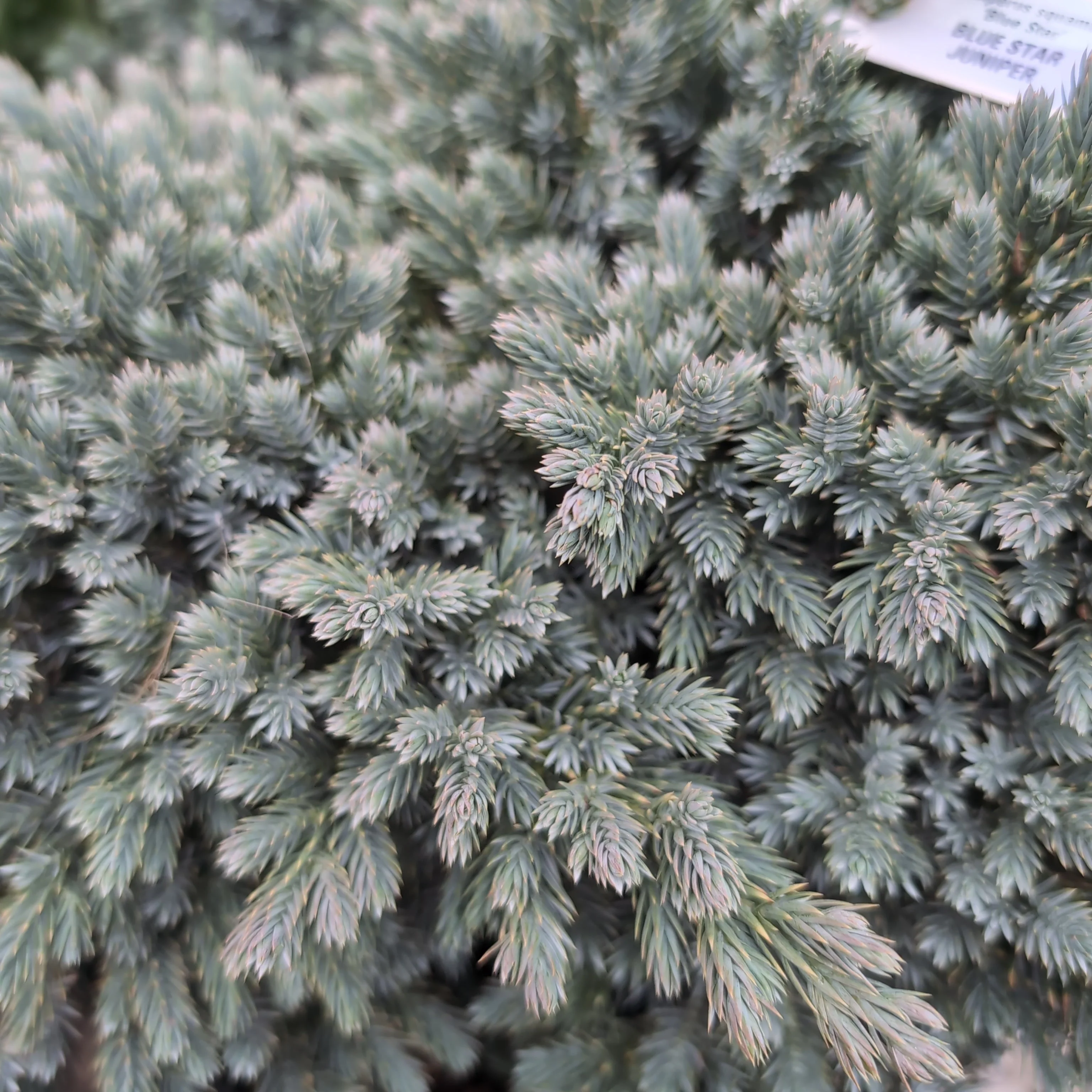 Juniper, Blue Star Juniper - Image 5