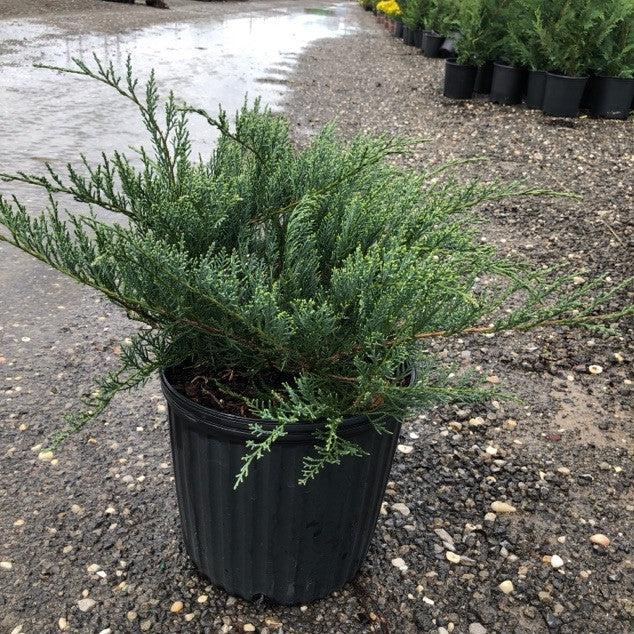 Juniper, Grey Owl Juniper - Image 3