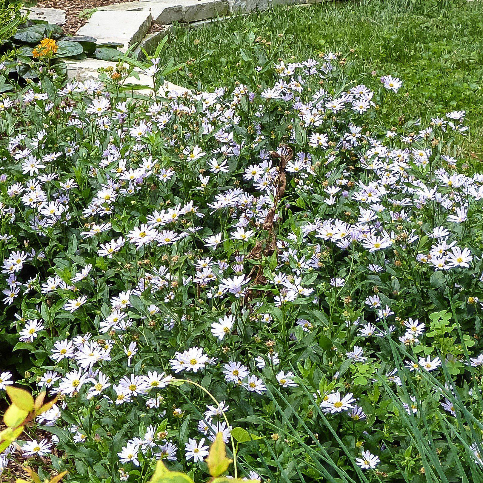 Kalimeris, Blue Star Kalimeris (Japanese Aster)