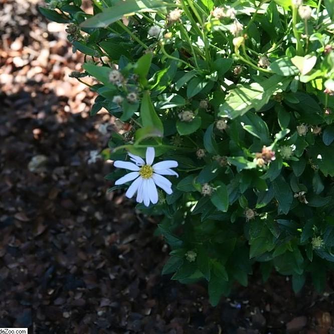 Kalimeris, Blue Star Kalimeris (Japanese Aster) - Image 2