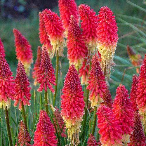 Torch Lily, PW® Pyromania® Rocket's Red Glare Red Hot Poker