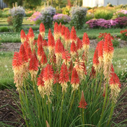 Torch Lily, PW® Pyromania® Rocket's Red Glare Red Hot Poker - Image 2