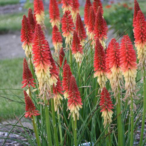 Torch Lily, PW® Pyromania® Rocket's Red Glare Red Hot Poker - Image 3