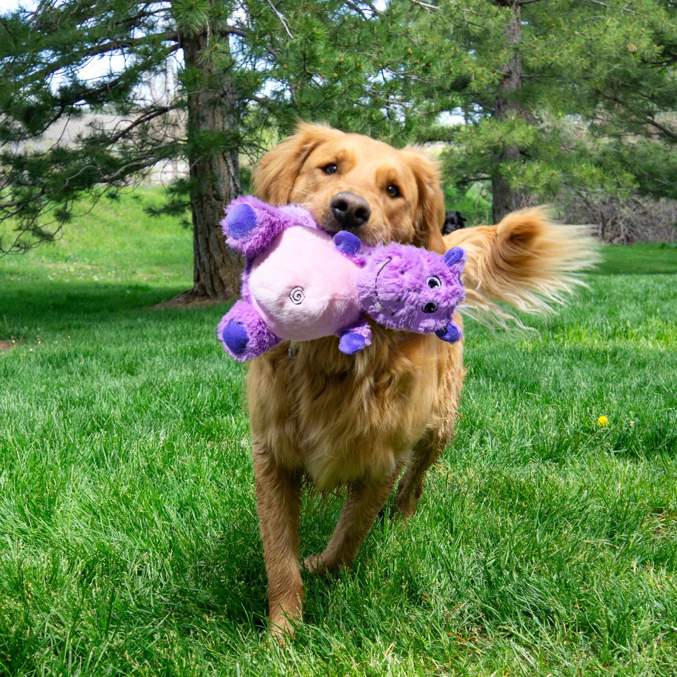 KONG Knots Belly Hippo, Medium/Large Dog Toy - Image 3
