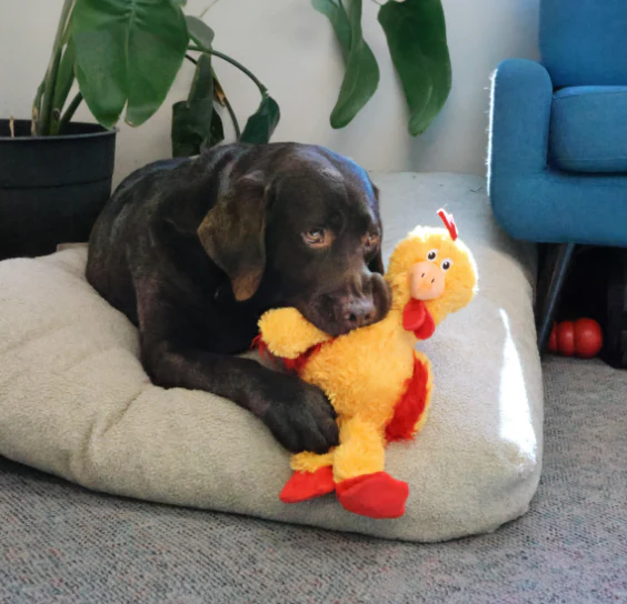 KONG Knots Chicken Dog Toy - Image 6