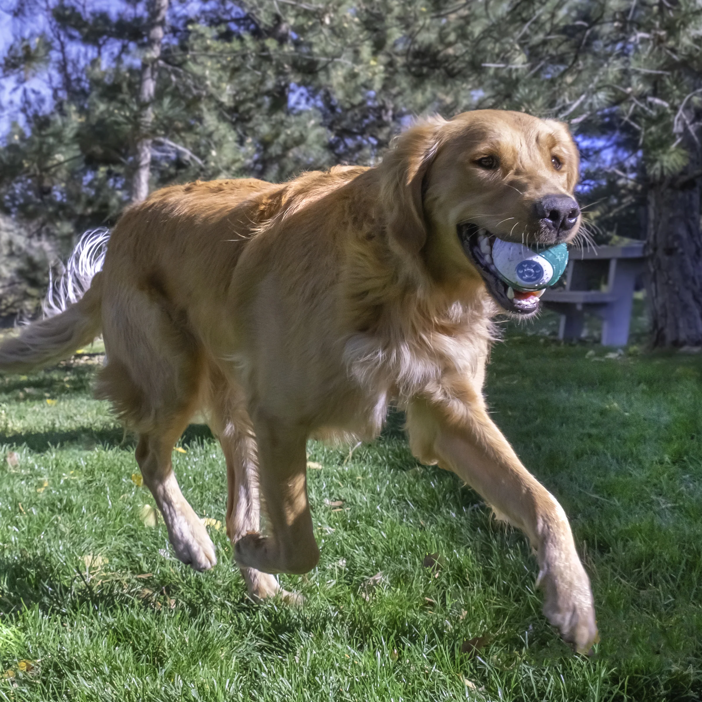 KONG Dental Ball, Medium Dog Toy - Image 3