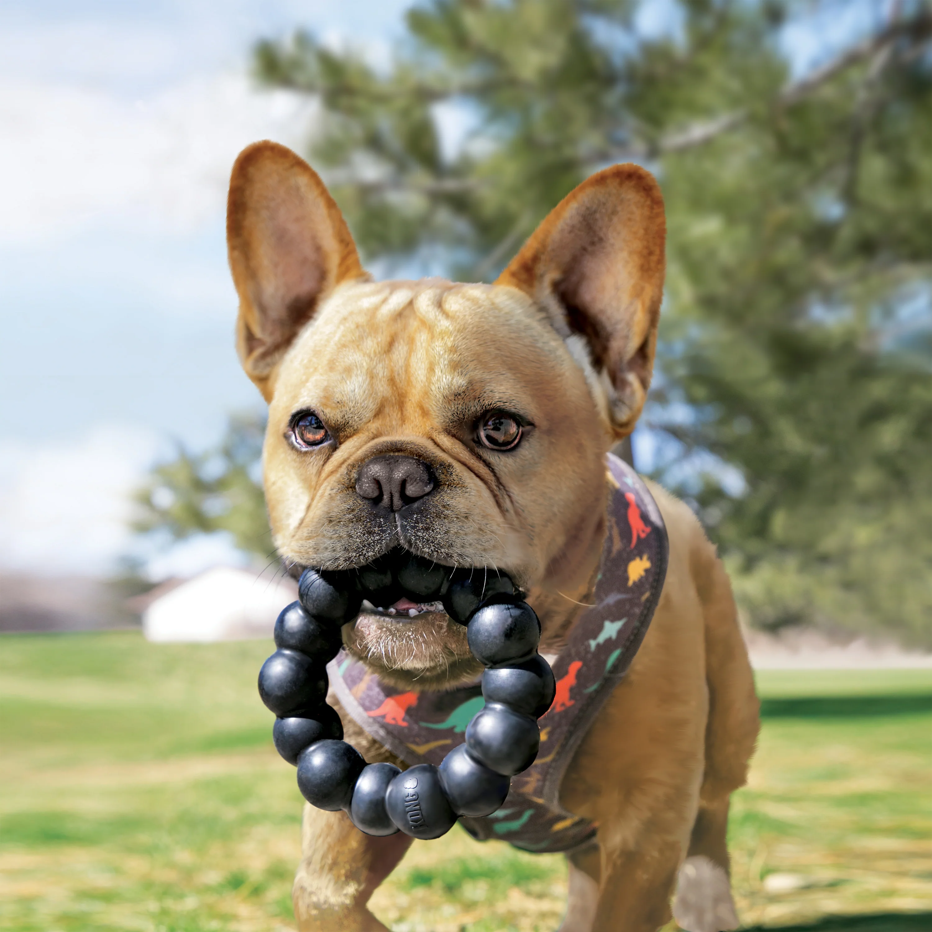 The KONG Ring Dog Toy, Extra Large - Image 3