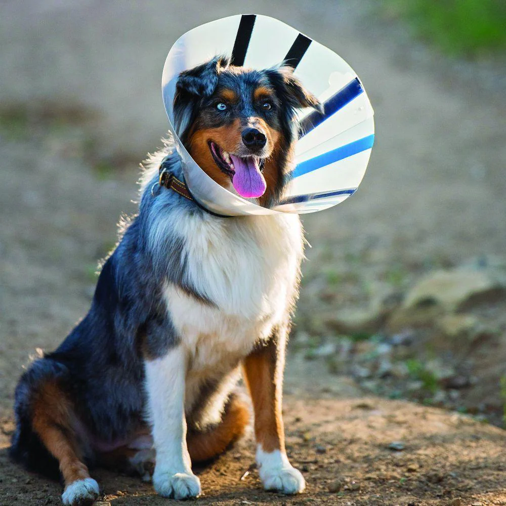KONG EZ-Clear Cone for Dogs - Image 2