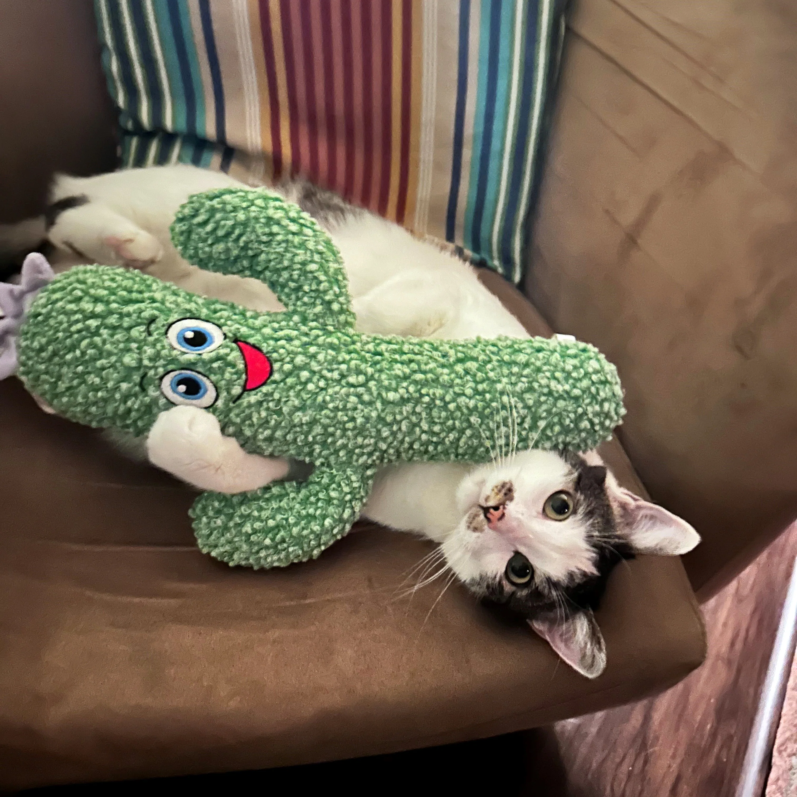 KONG Kickeroo Cactus Cat Toy - Image 3