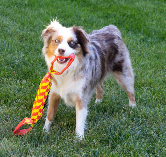 KONG MAXX Tug, Large Dog Toy - Image 3