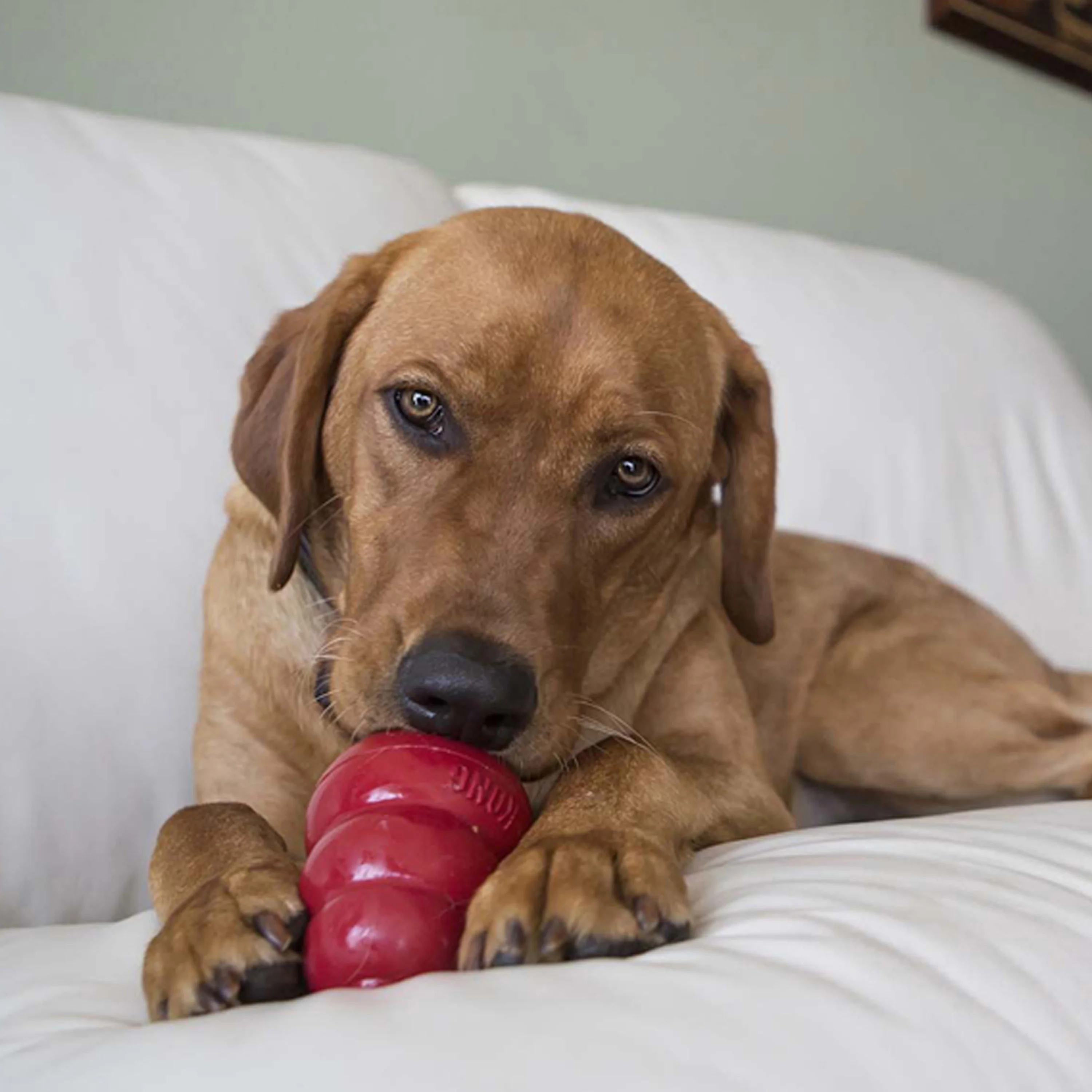 KONG Liver Easy Treat for Dogs - Image 4