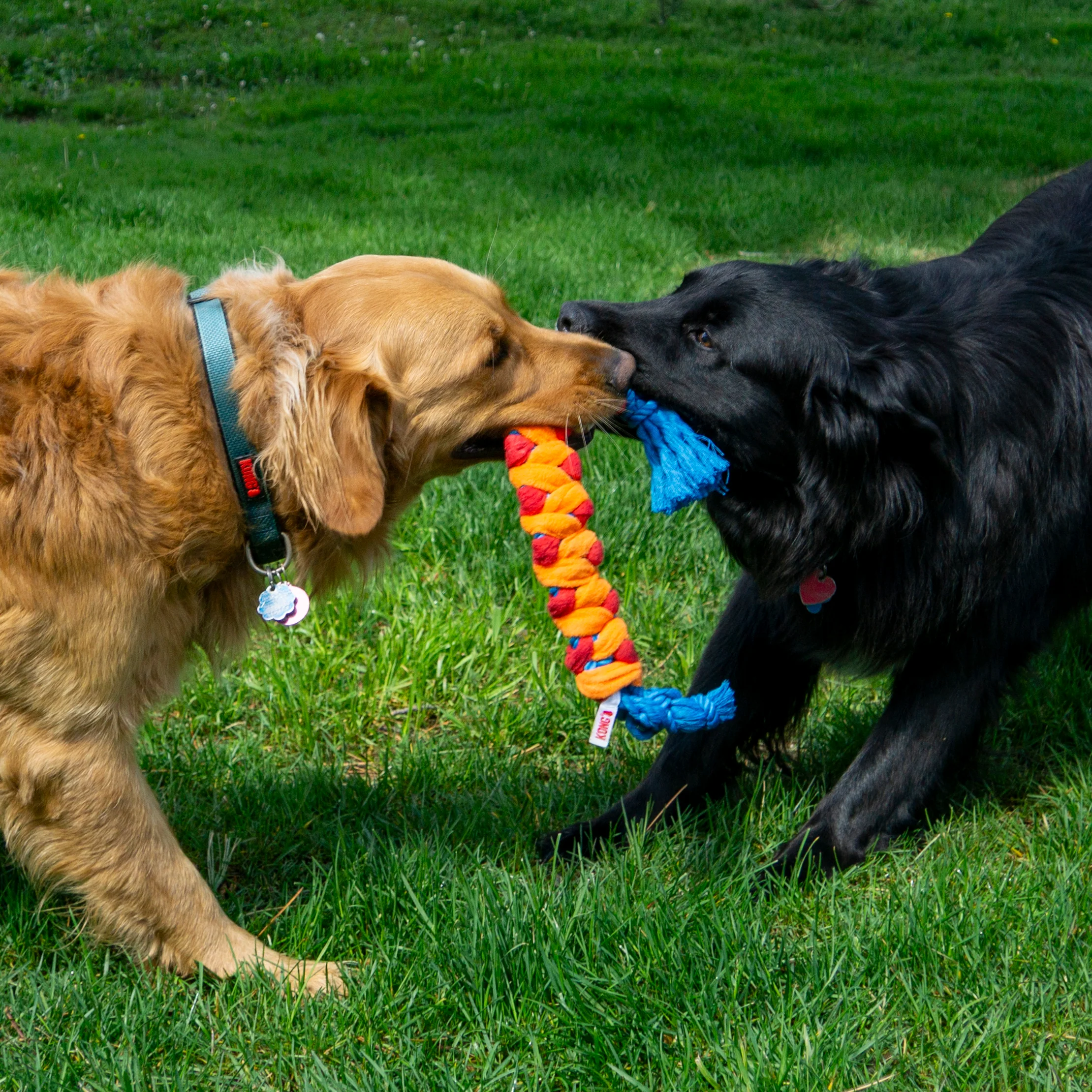 KONG Rope Rally Stick, Medium Dog Toy - Image 3