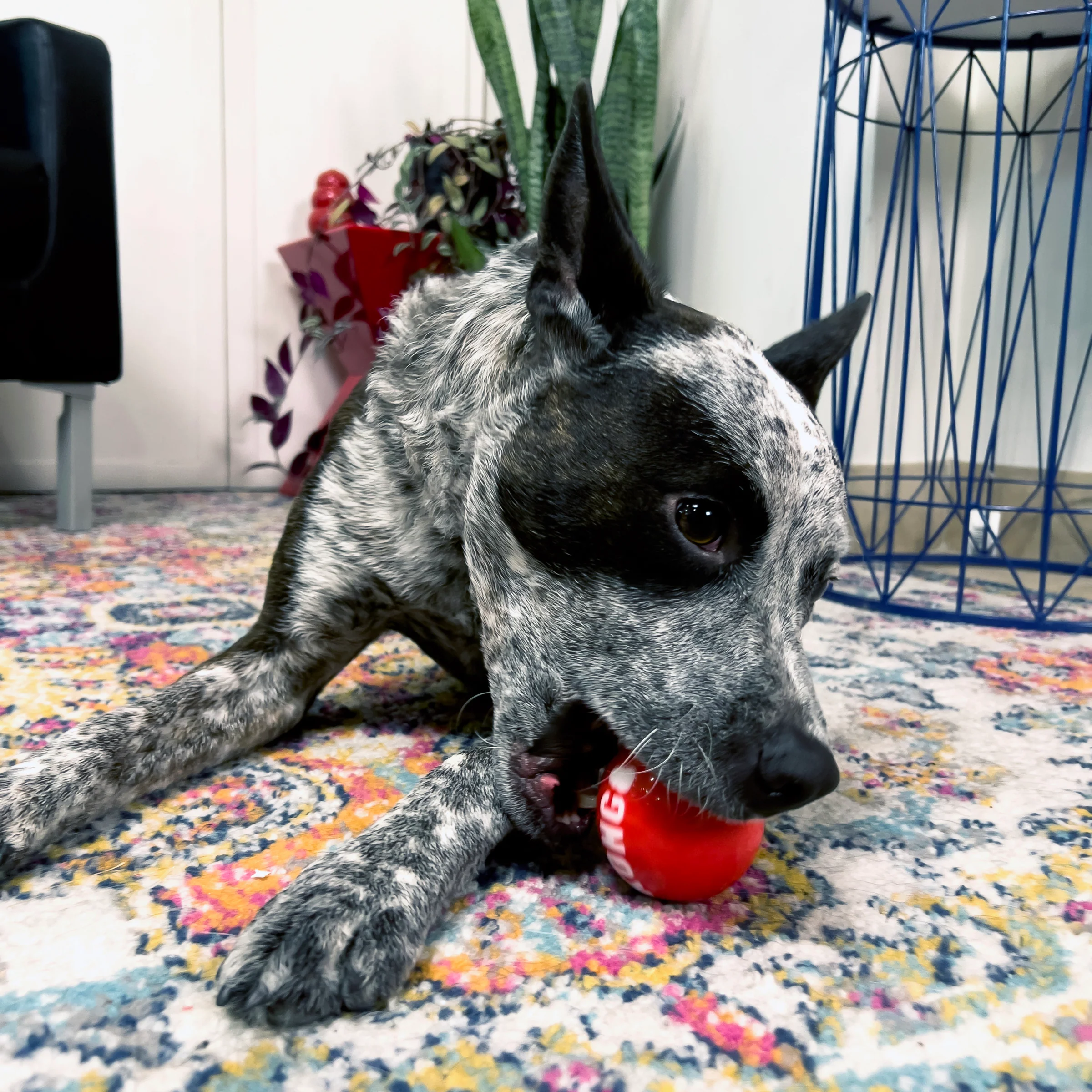 KONG Signature Ball, Medium Dog Toy, 4pk - Image 4