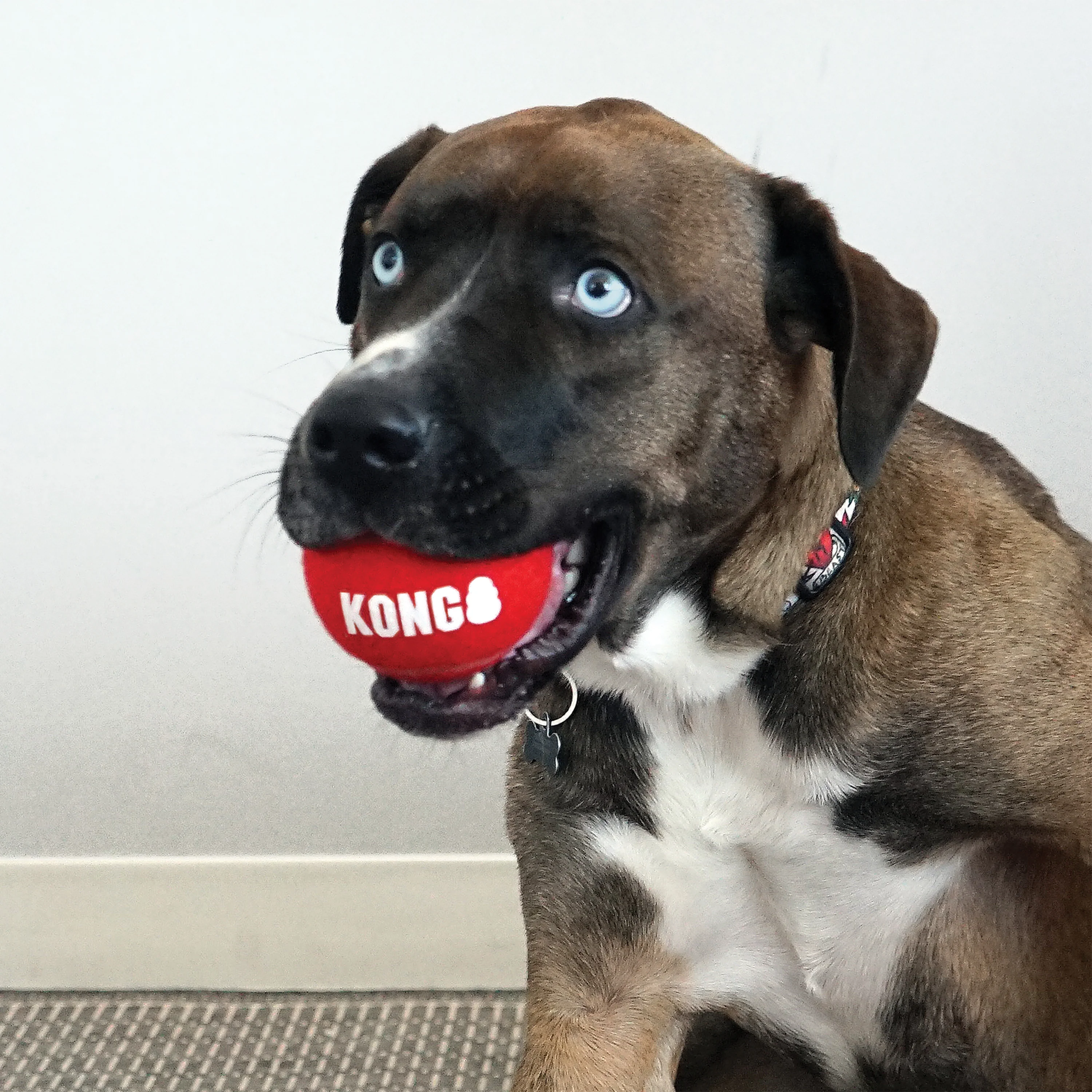 KONG Signature Sport Balls for Dogs 3pk - Image 3