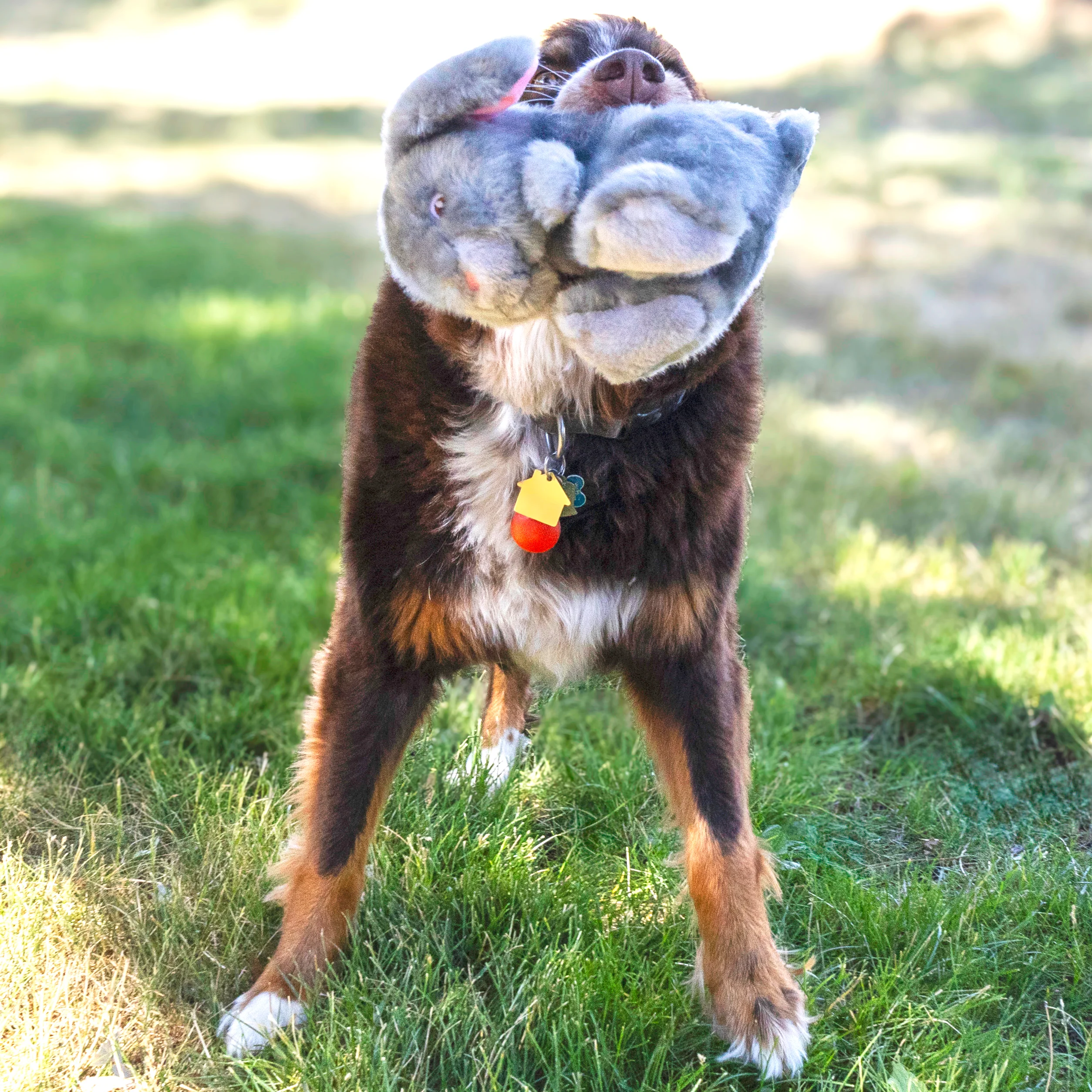 KONG Toughz Bunny, Medium Dog Toy - Image 3