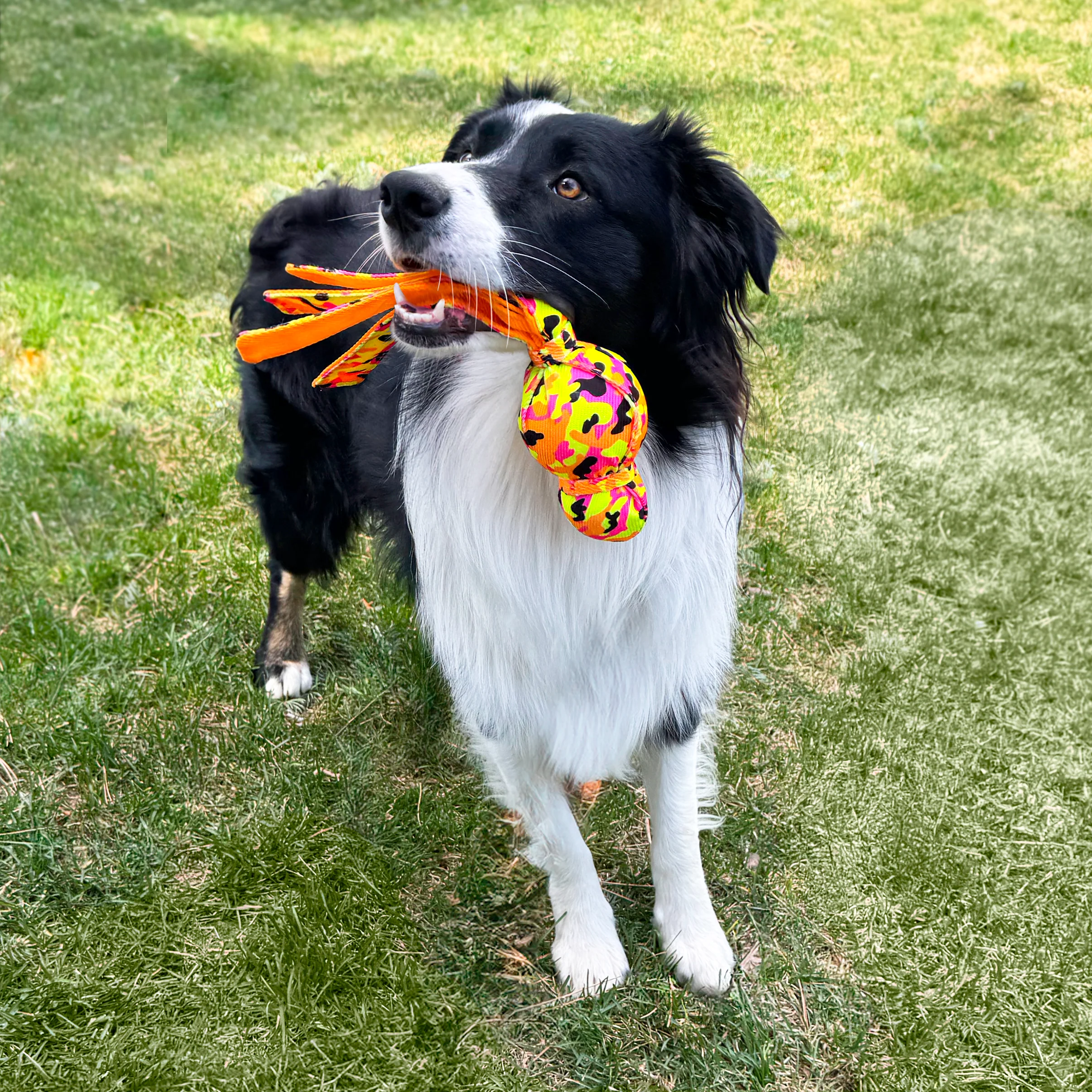 KONG KONG Ballistic High Viz Wubba, Large Dog Toy - Image 3