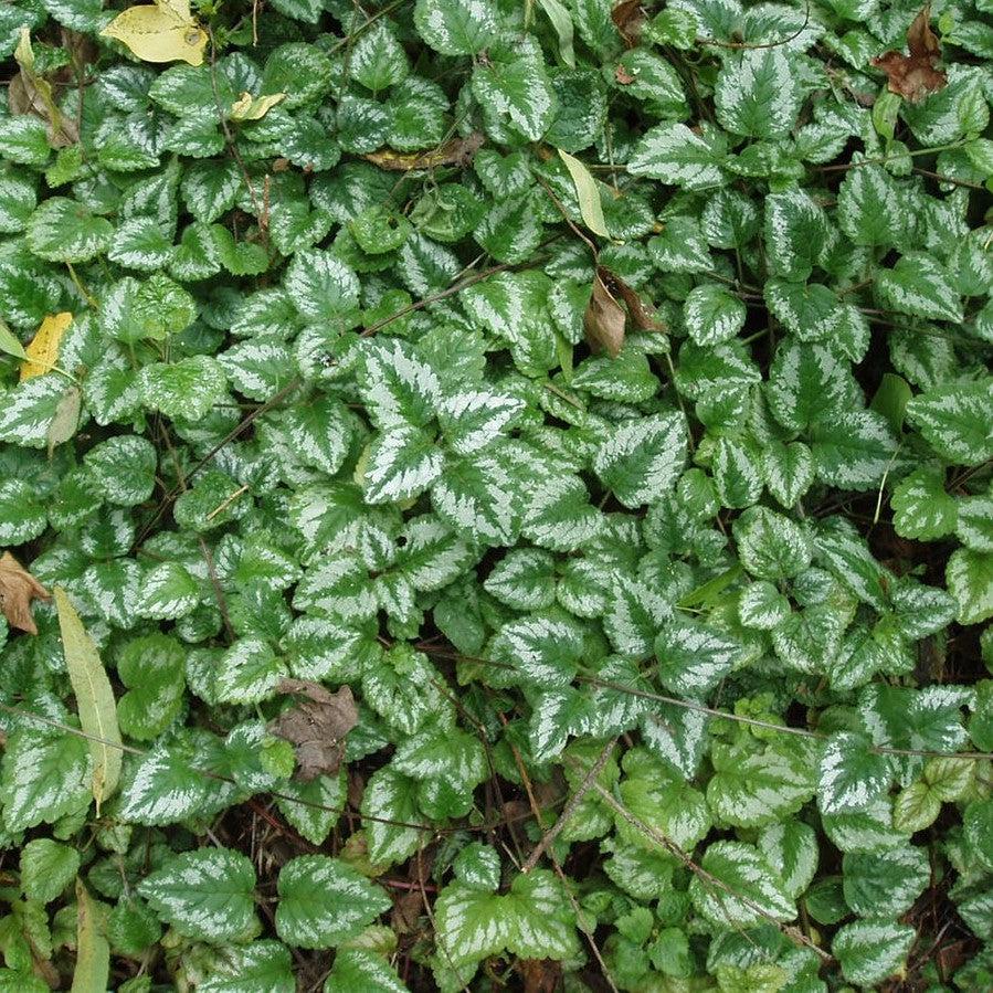 Yellow Archangel, Variegated Yellow Archangel - Image 3